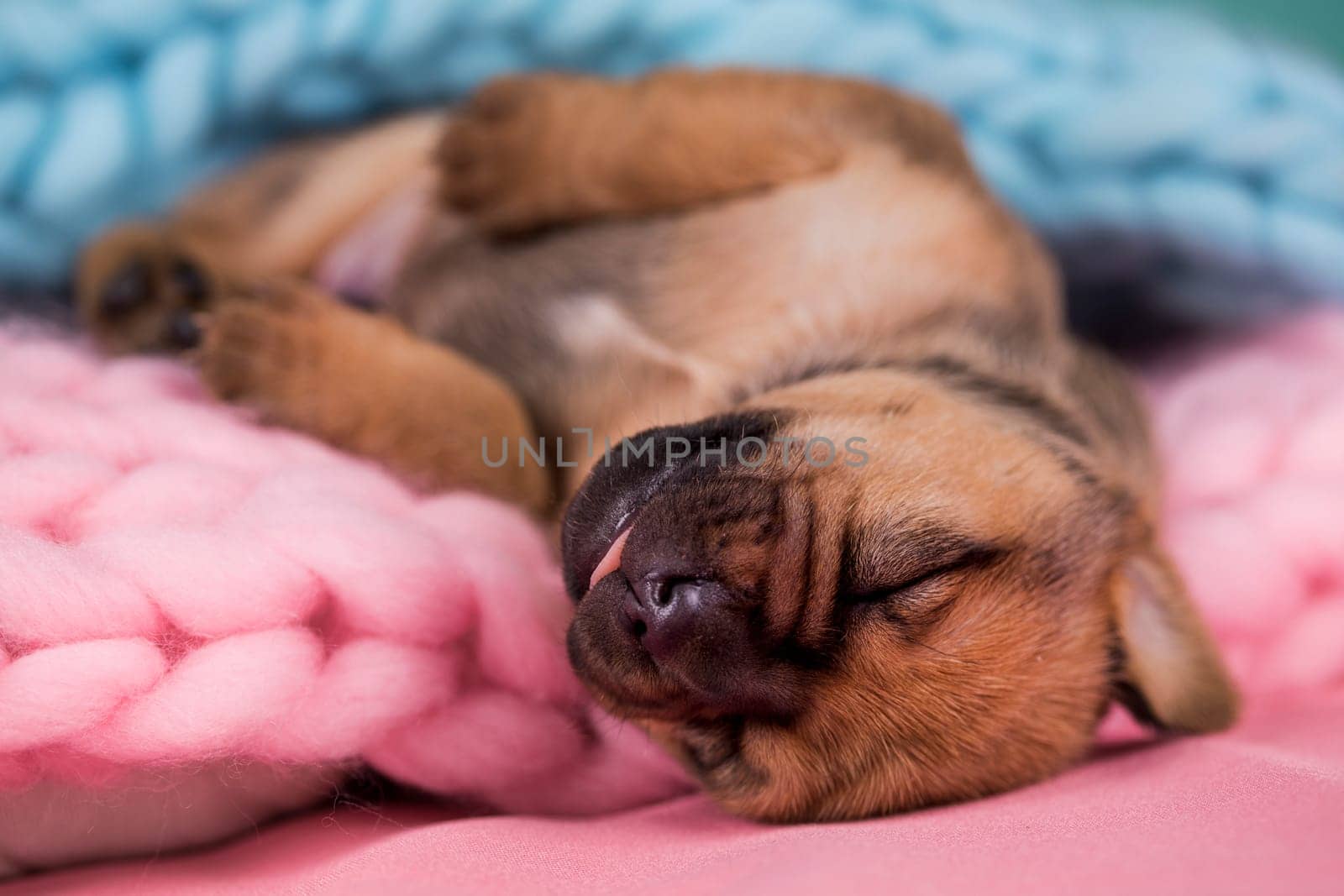 Little dog sleeps on a blanket