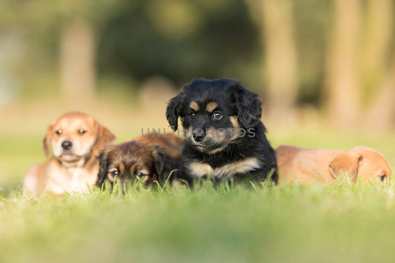 Little dog on the grass
