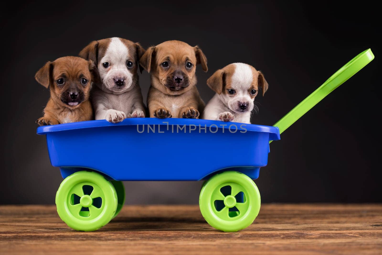 Beautiful little puppies in a toy wagon
