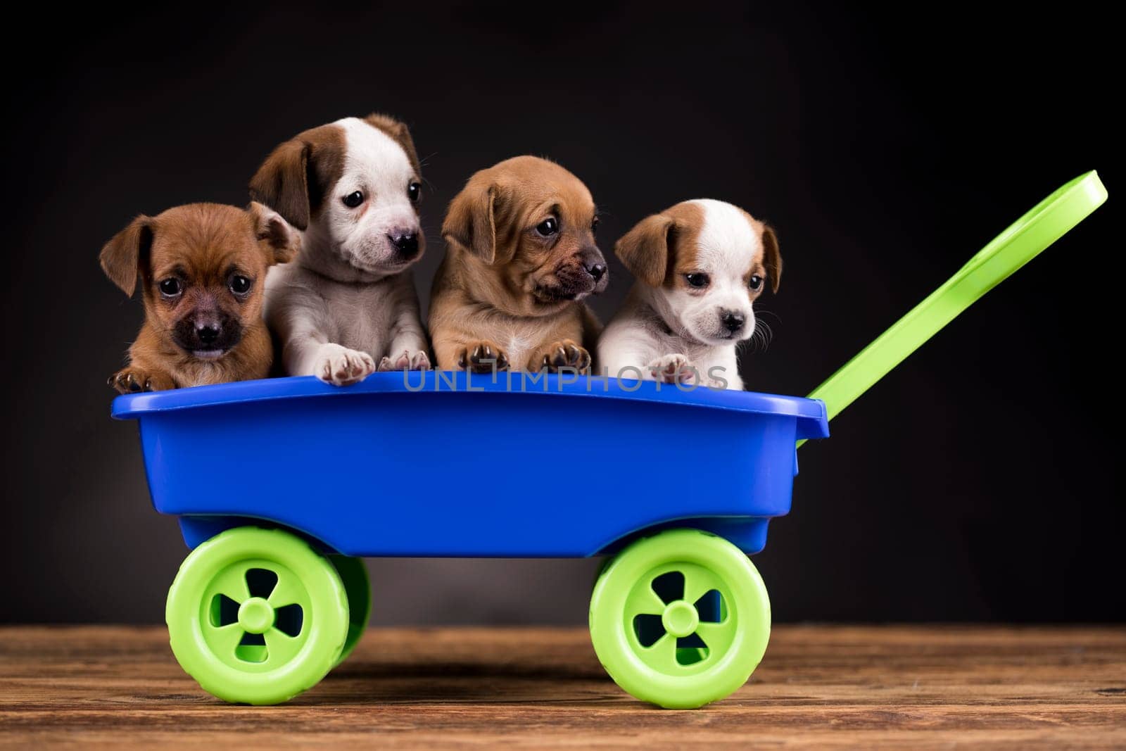 Beautiful little puppies in a toy wagon