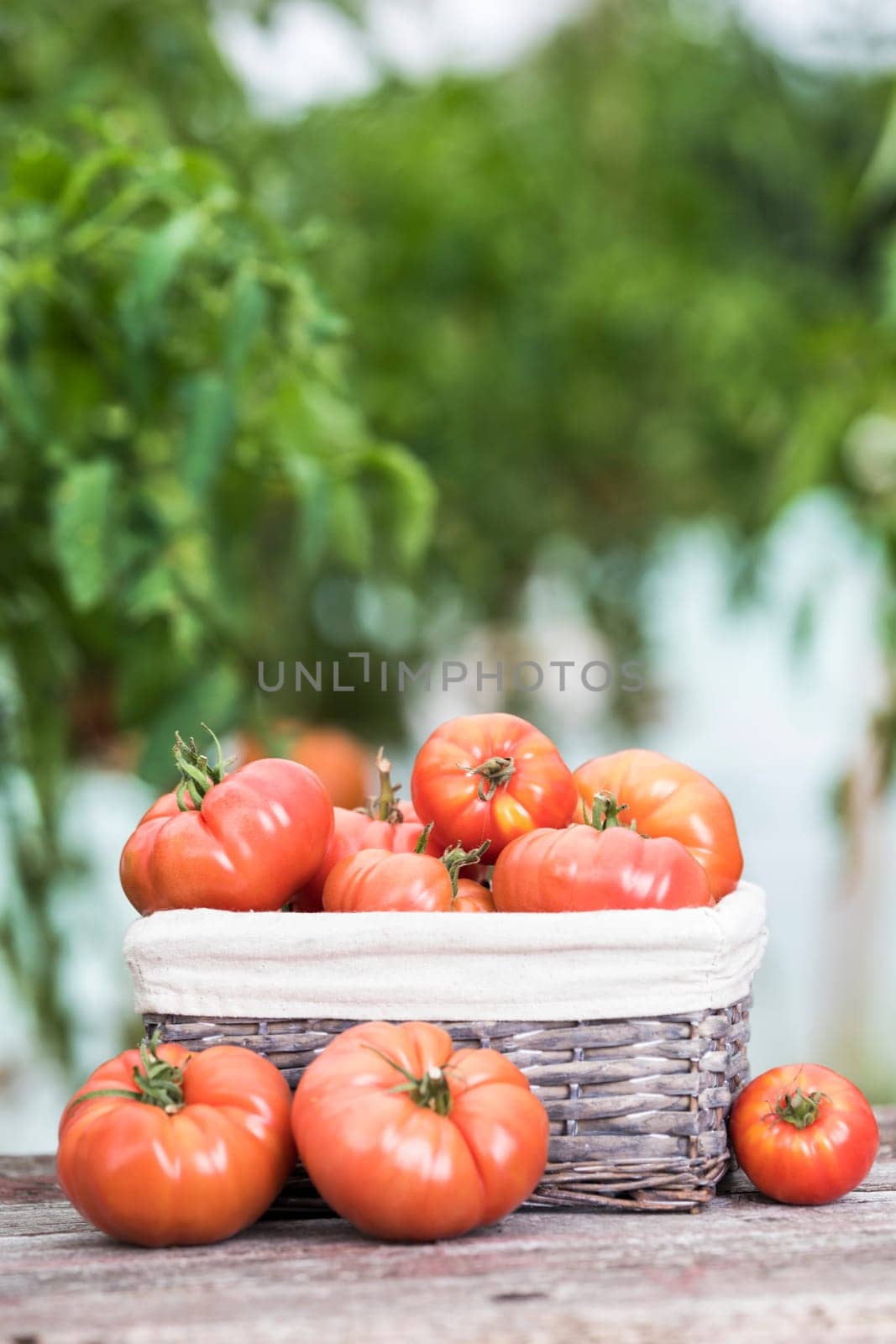 Organic food, Free red vegetables of tomato