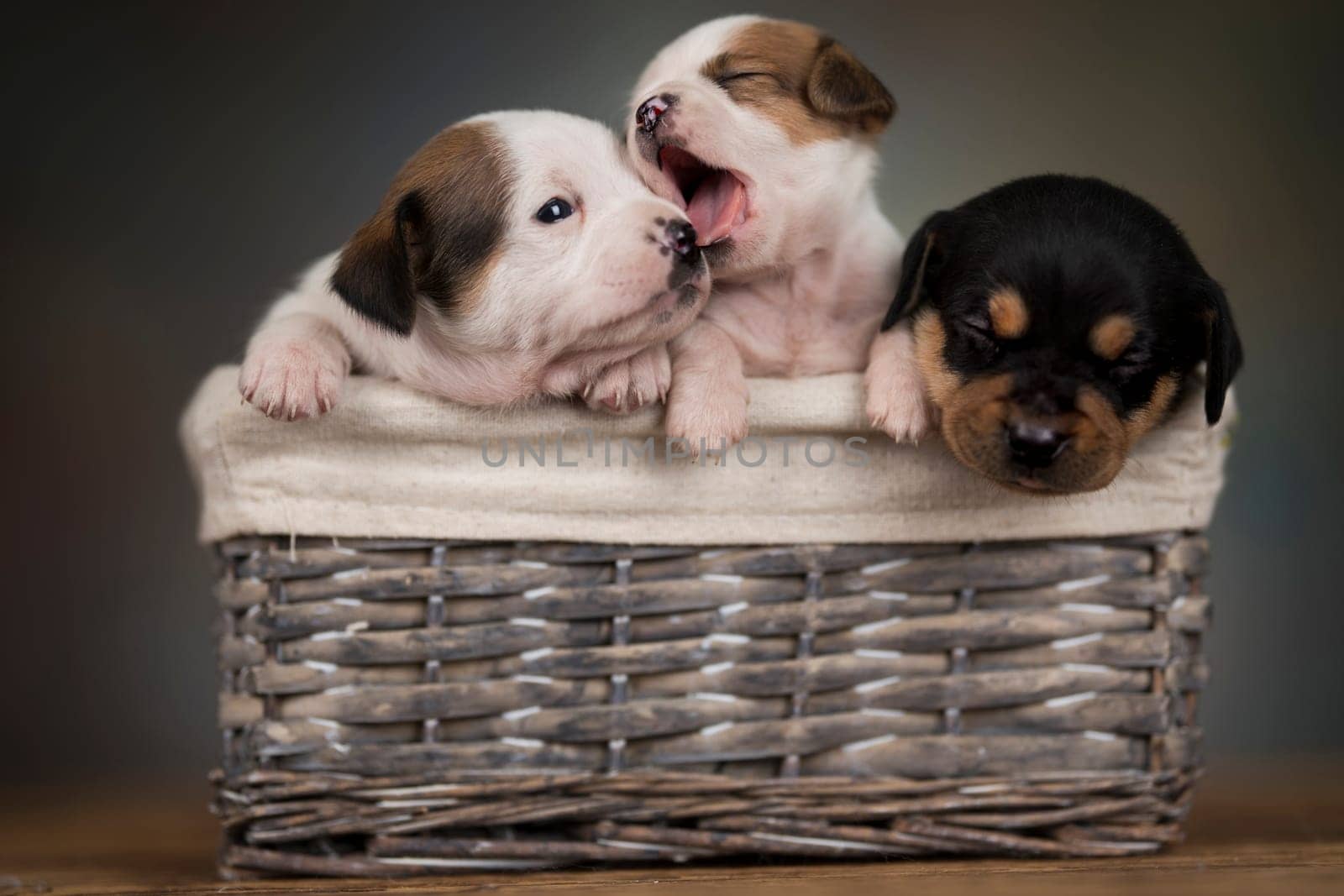 Little dogs in a wicker basket