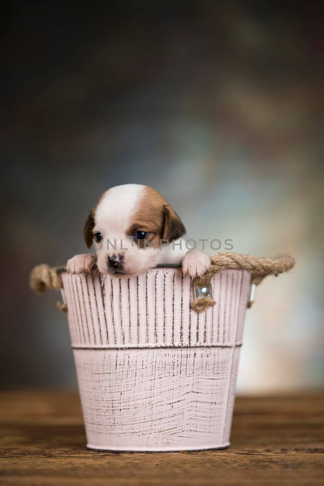 A small dog in a metal bucket