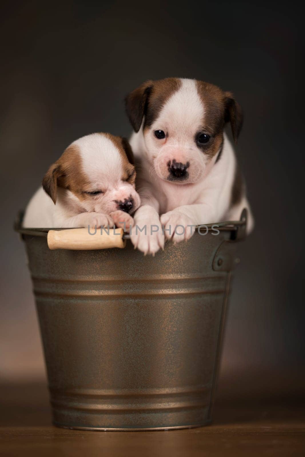Dogs in a metal bucket