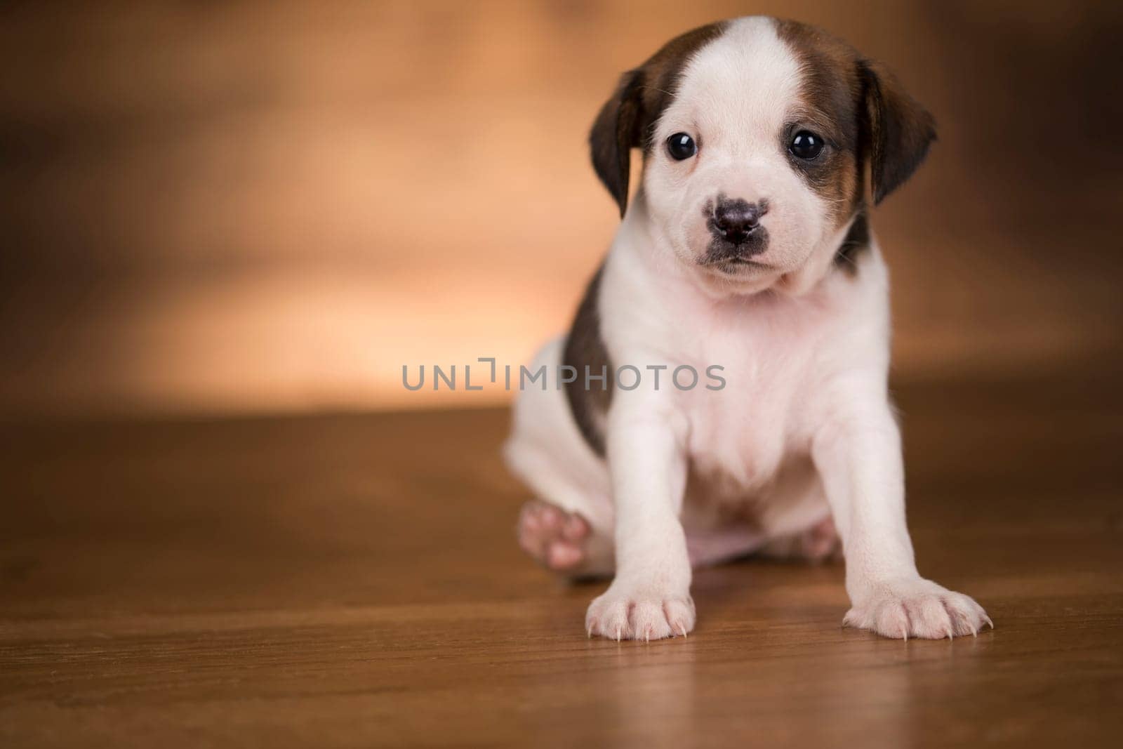 Small dog on a wooden background