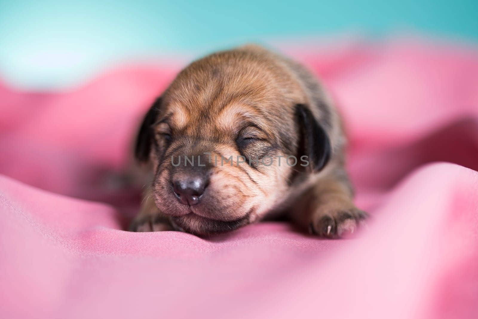A beautiful little dog sleeps on a pink blanket