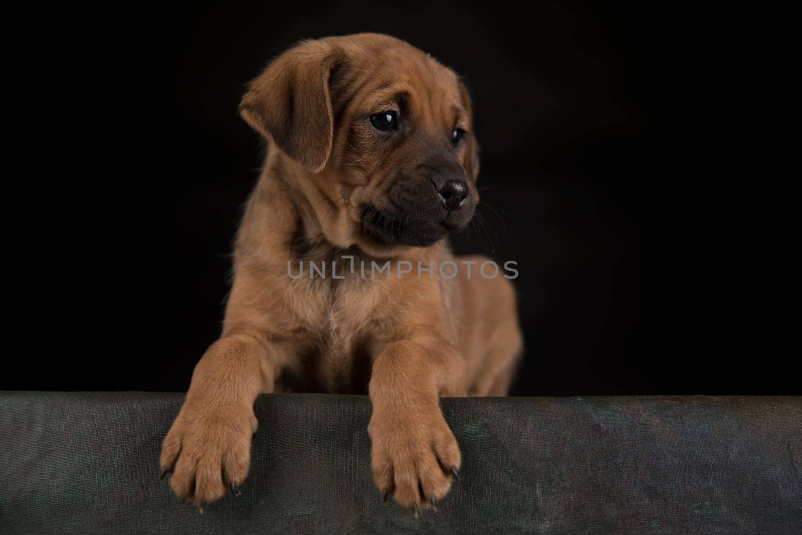 Little Puppy dog in a black background