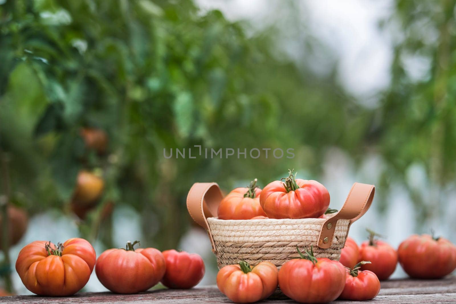 Tomatoes in a wicker basket