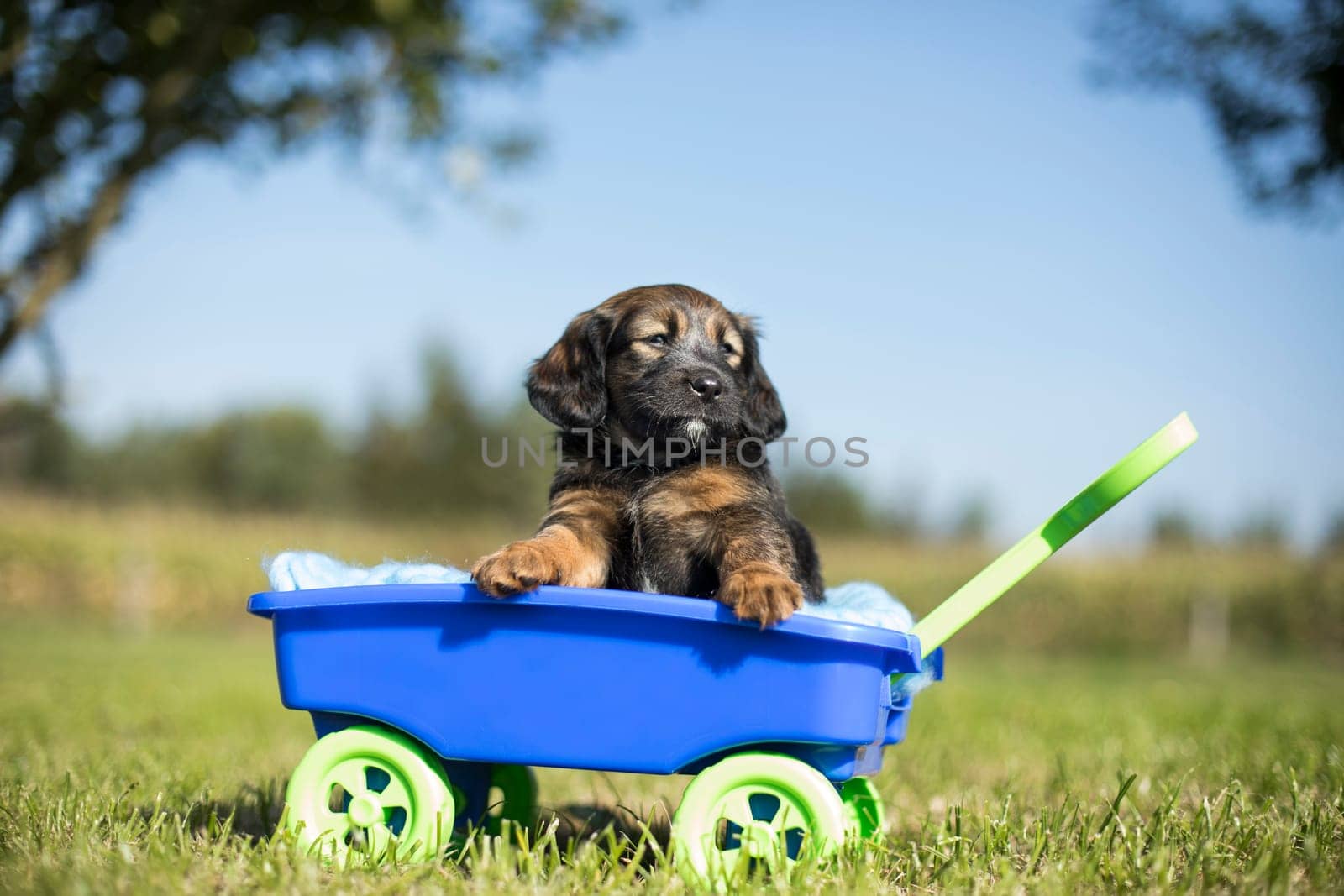 Beautiful little puppies in a toy wagon on the grass