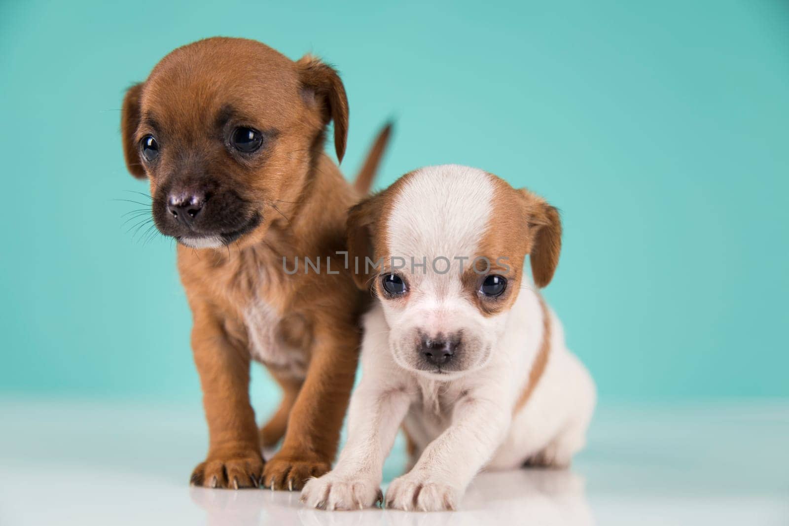 Two little dogs, puppy, animals concept