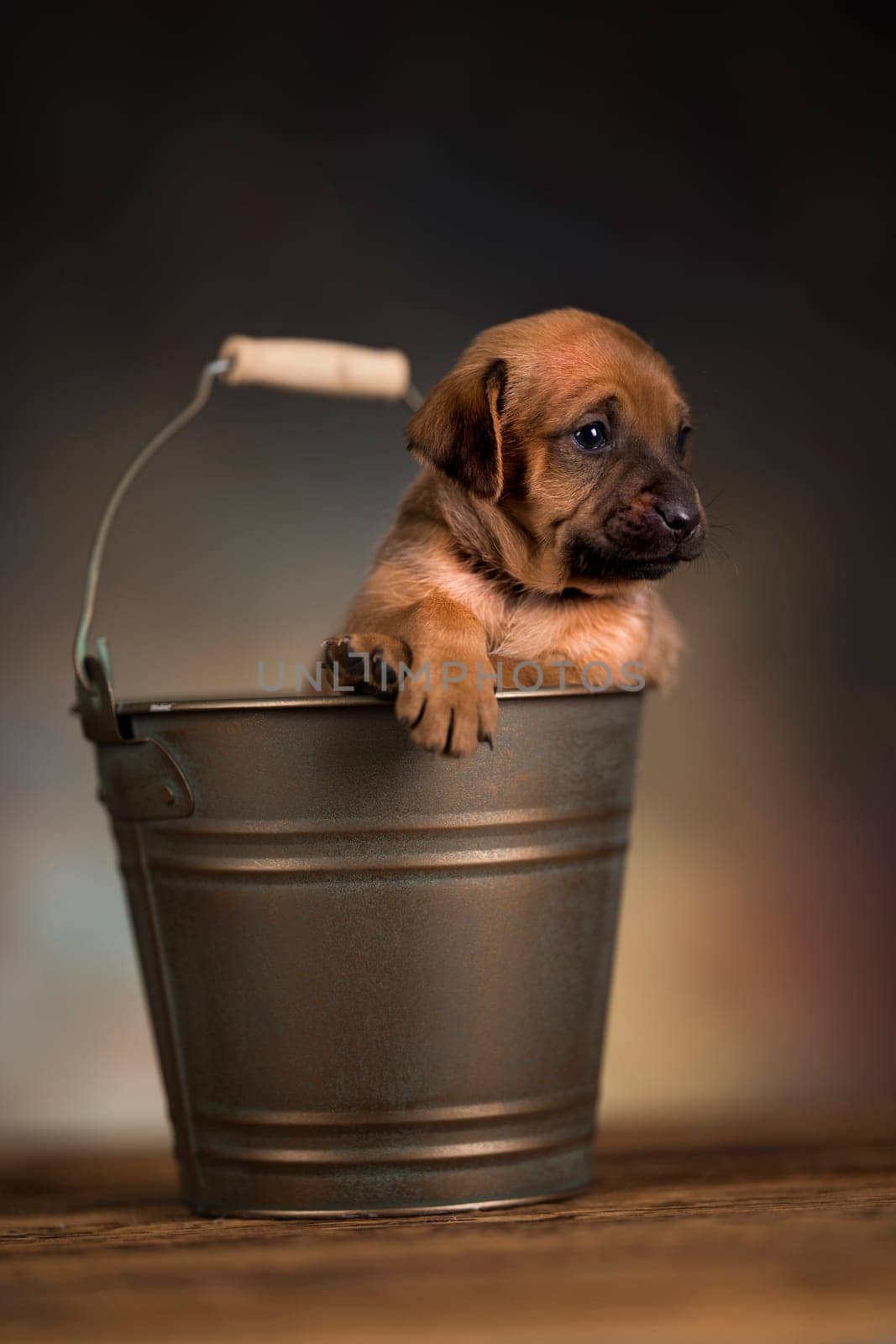 Dog in a metal bucket