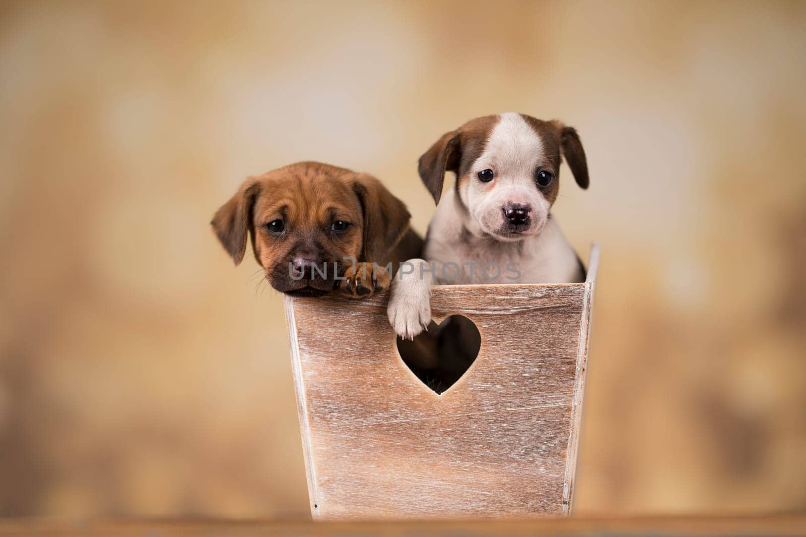 Puppies in a wooden crate