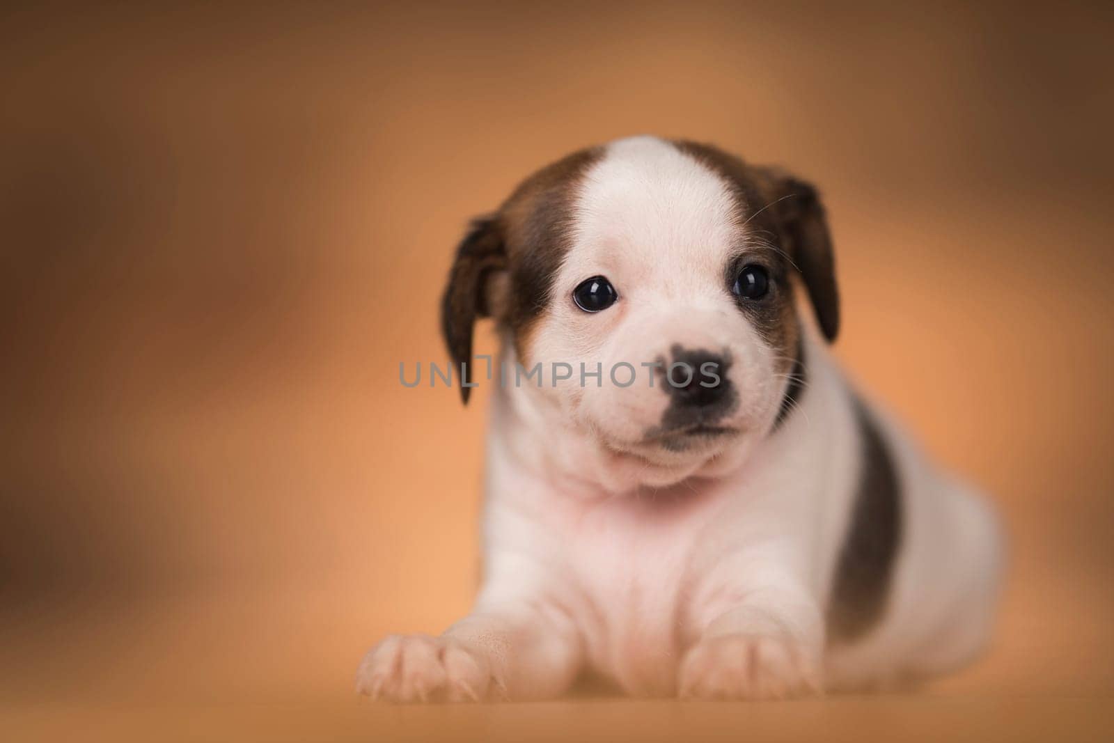 Small dog on a wooden background