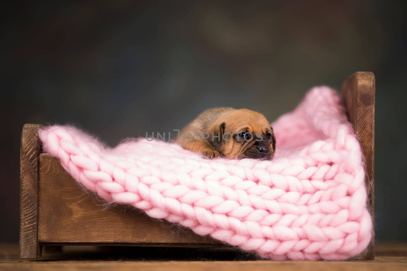 Little puppy breed is sleeping