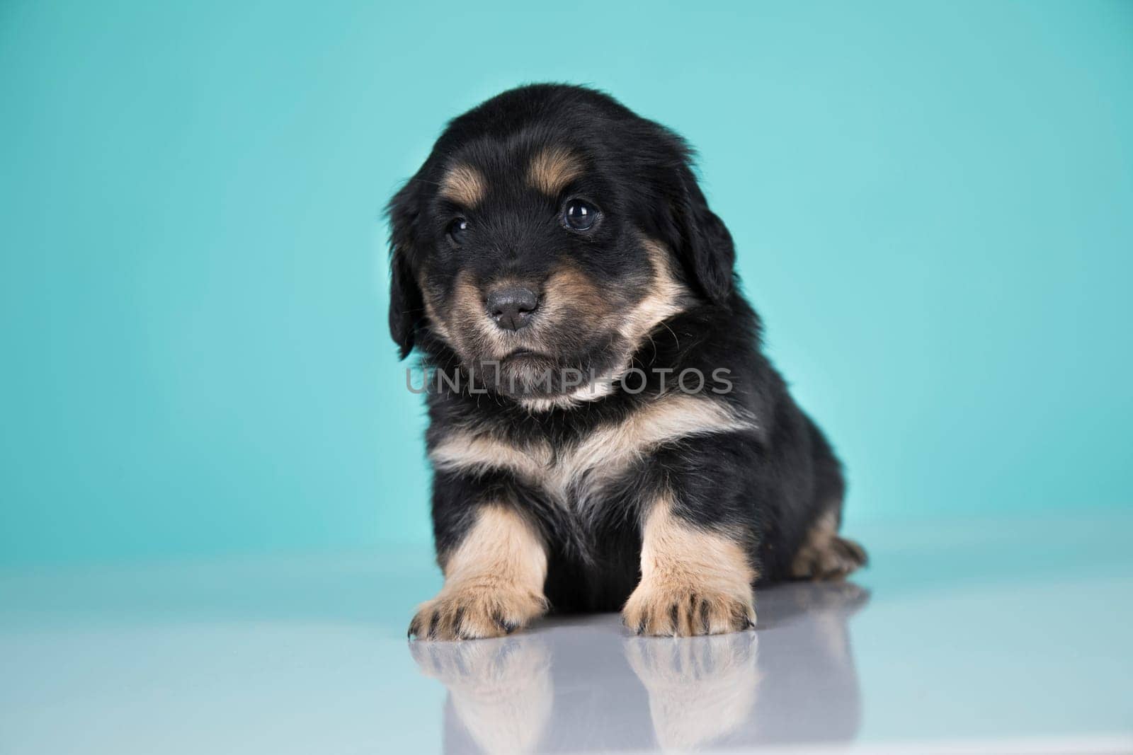 A portrait of a cute dog, animals concept