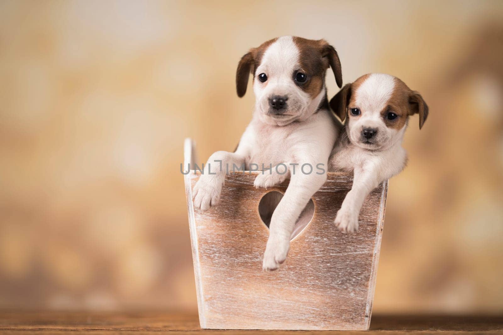 Puppies in a wooden crate
