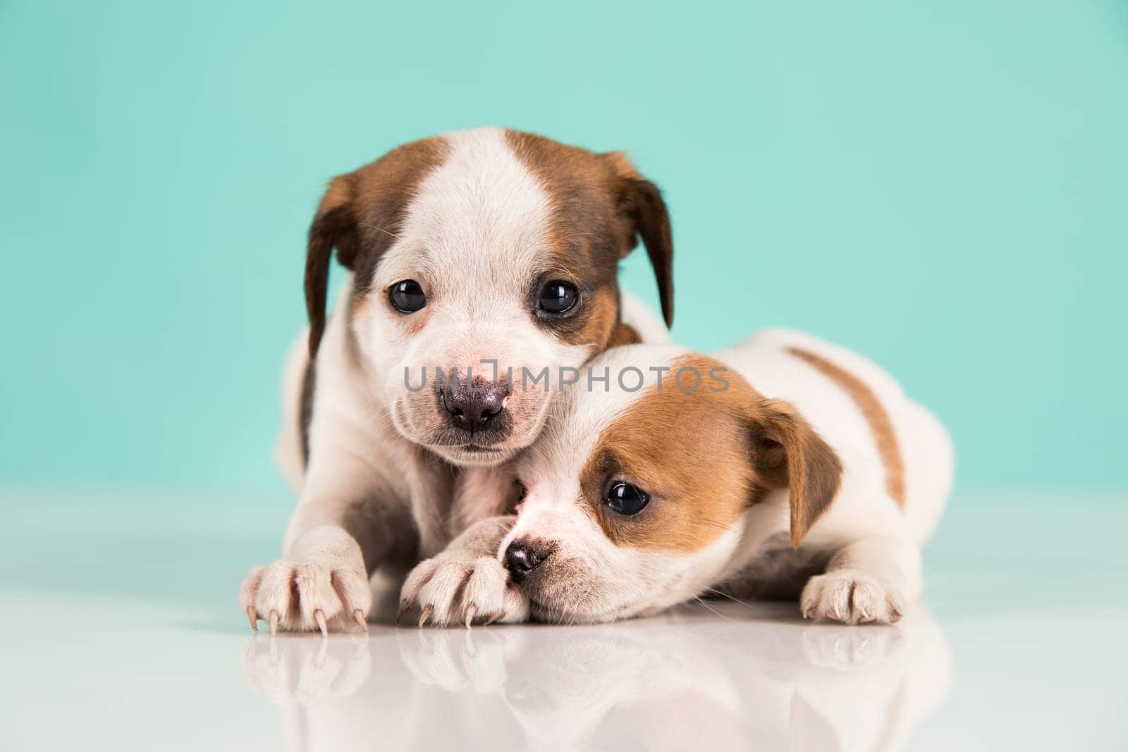 Two little dogs, puppy, animals concept