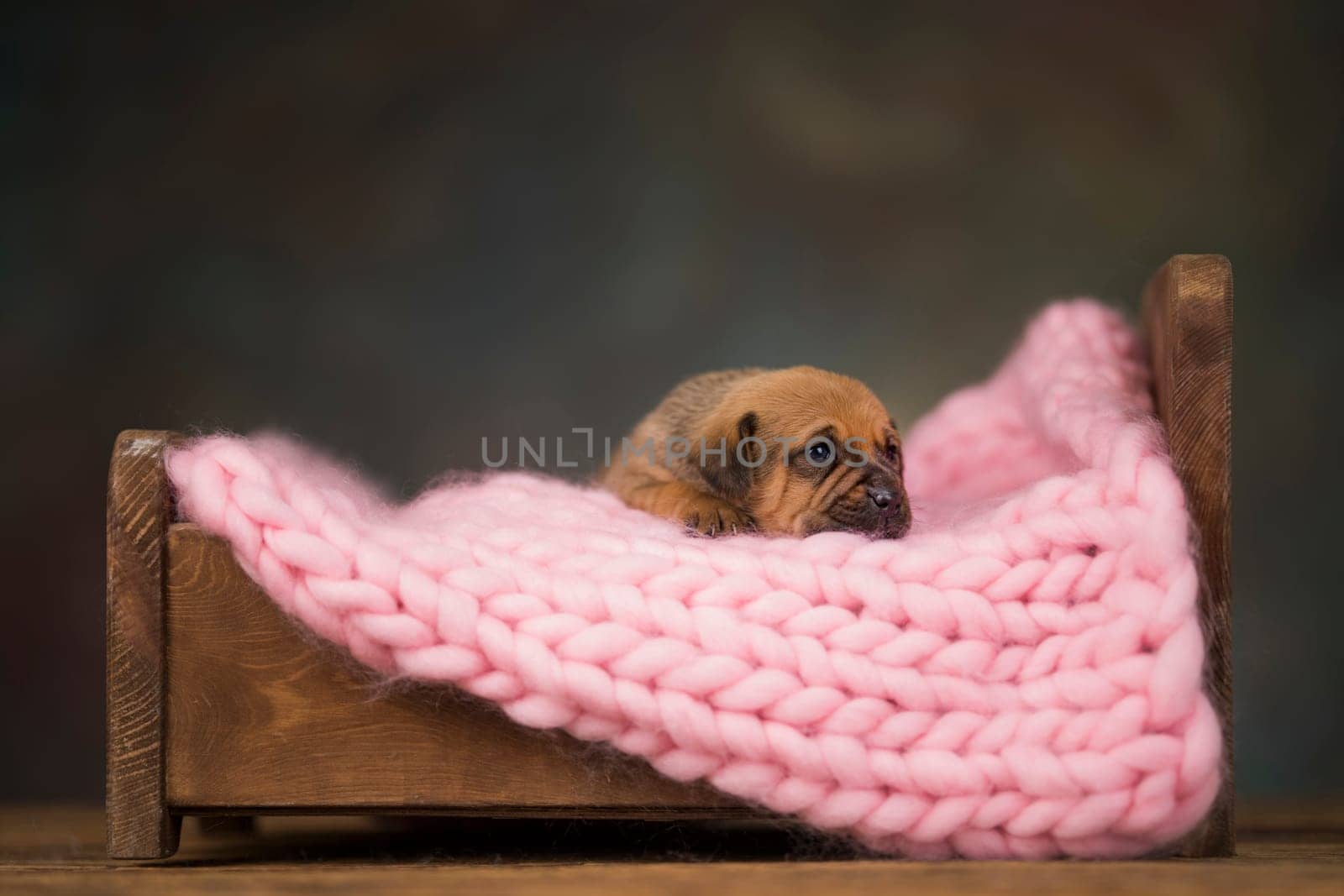 Dog sleep on a small wooden bed