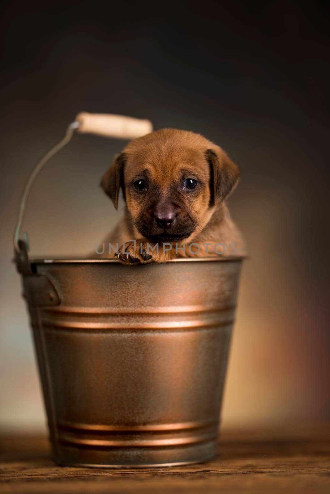 Dog in a metal bucket