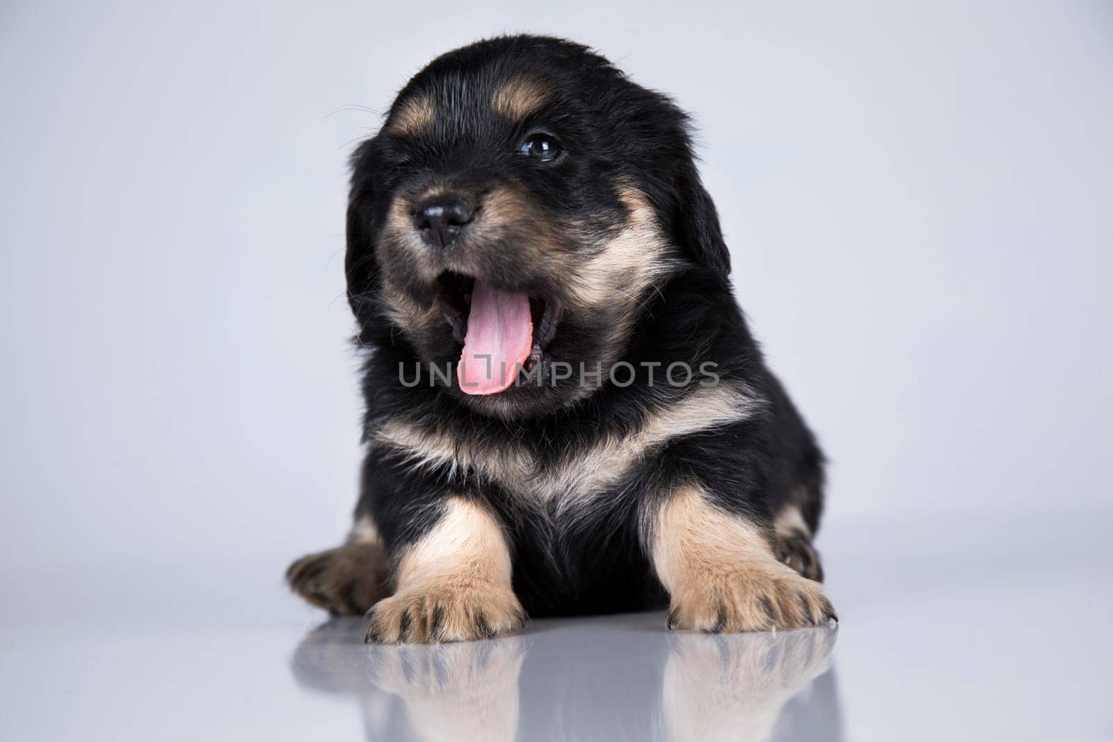 A small dog on a white background