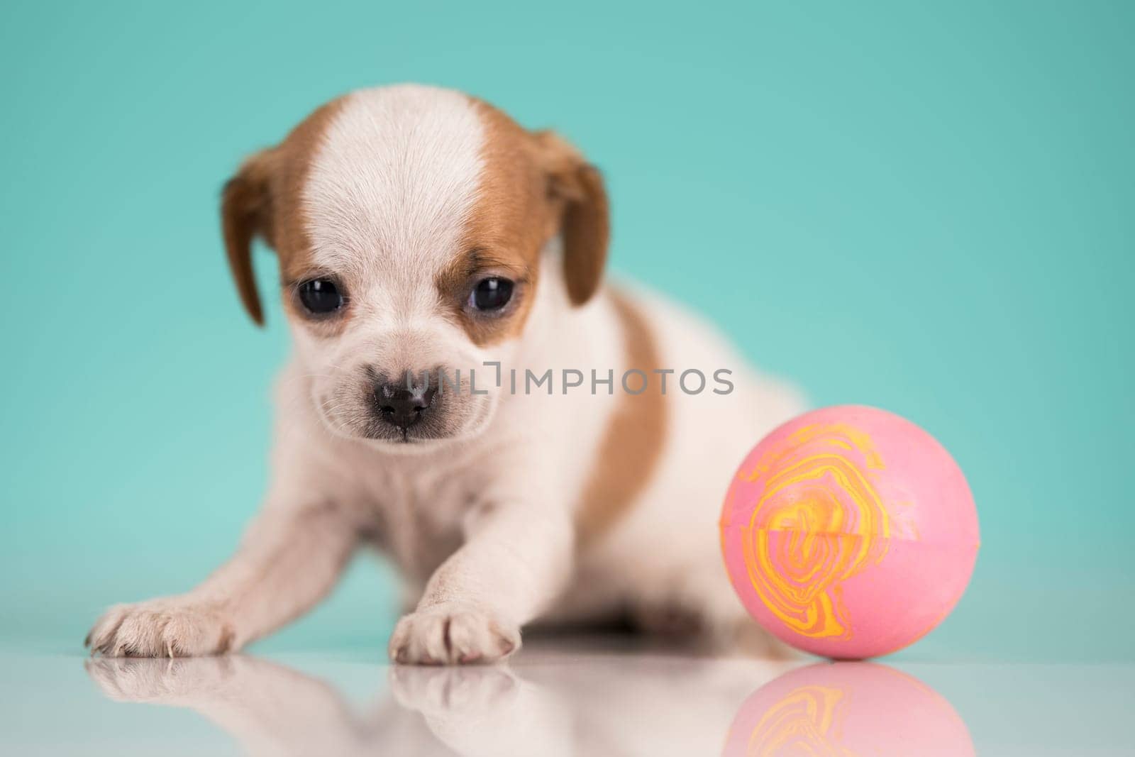 A happy puppy is playing with a ball