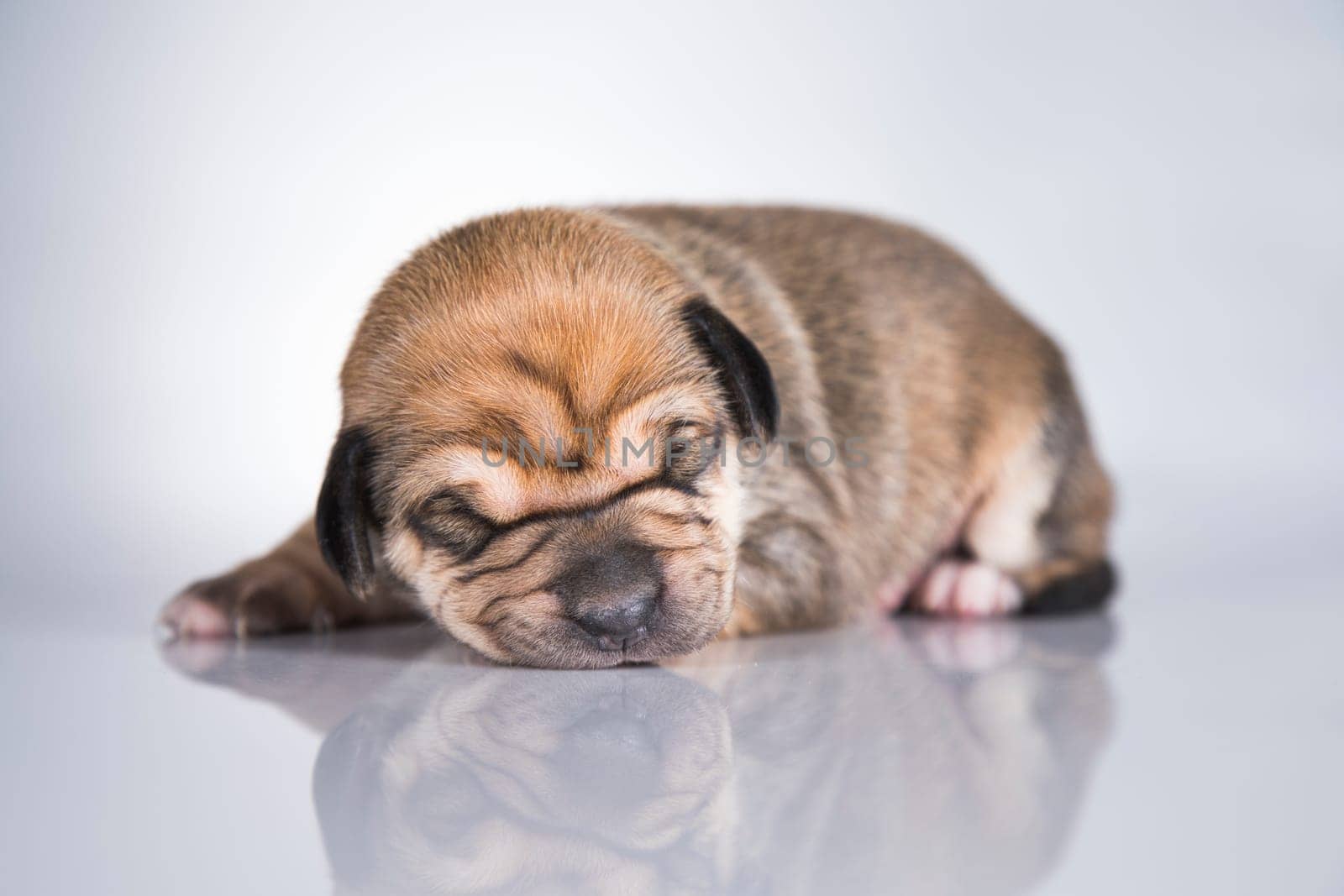 Pet, Little puppy dog, animals concept