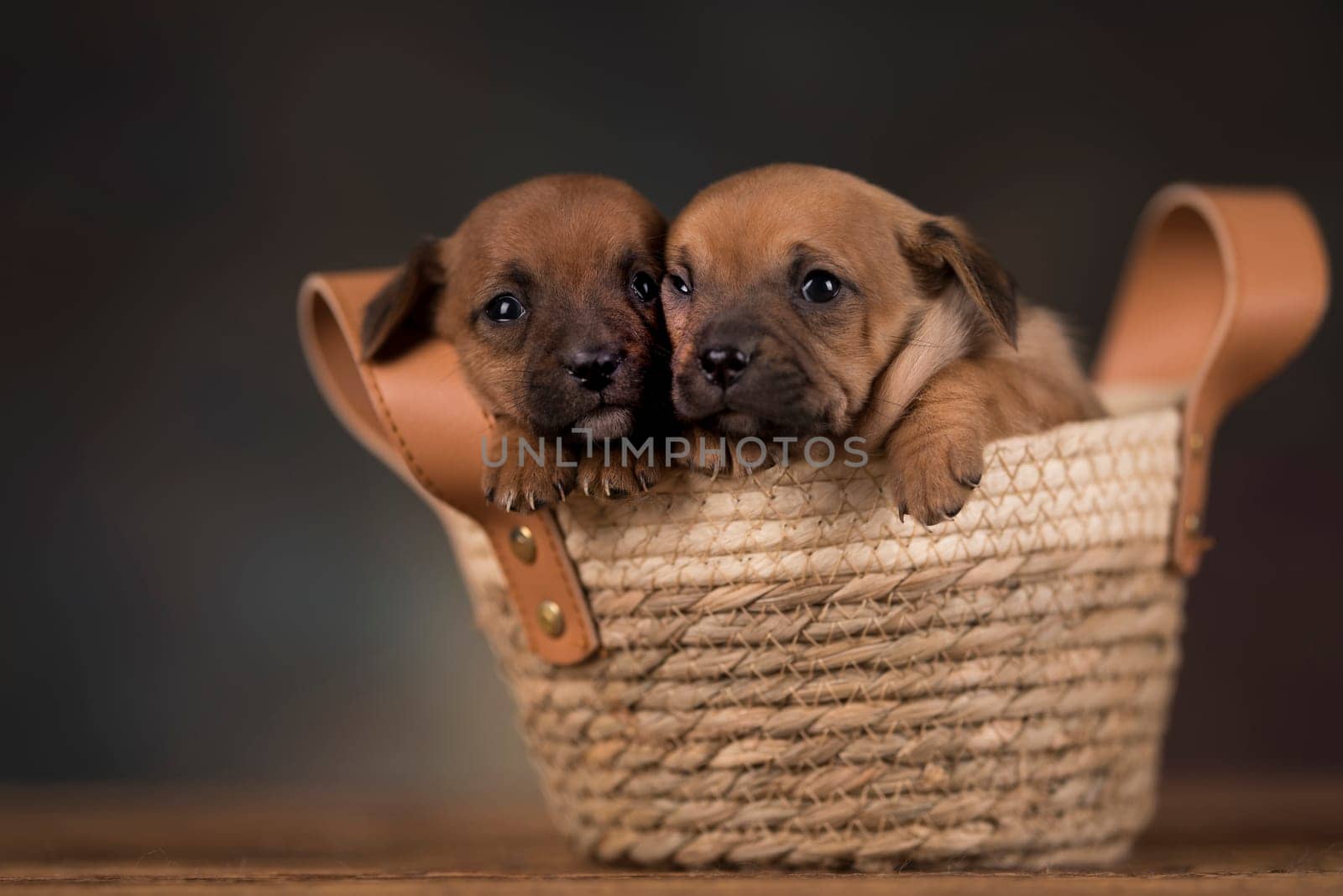 Small puppies in a wicker basket