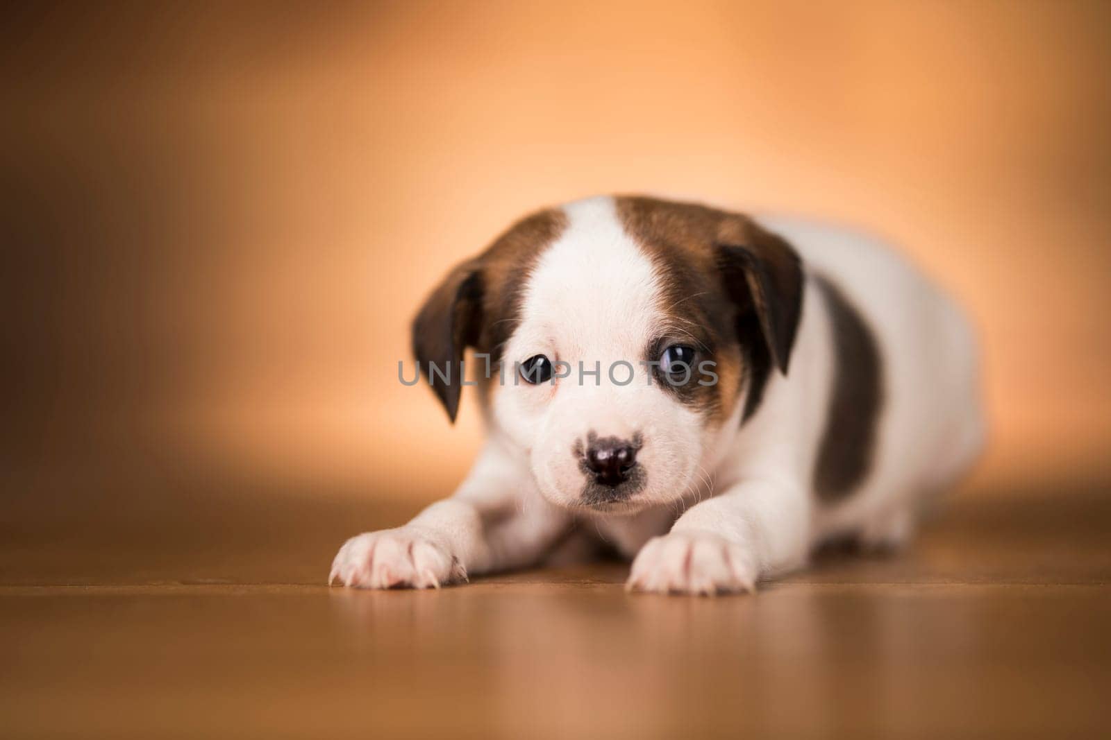 Dog on a wooden background