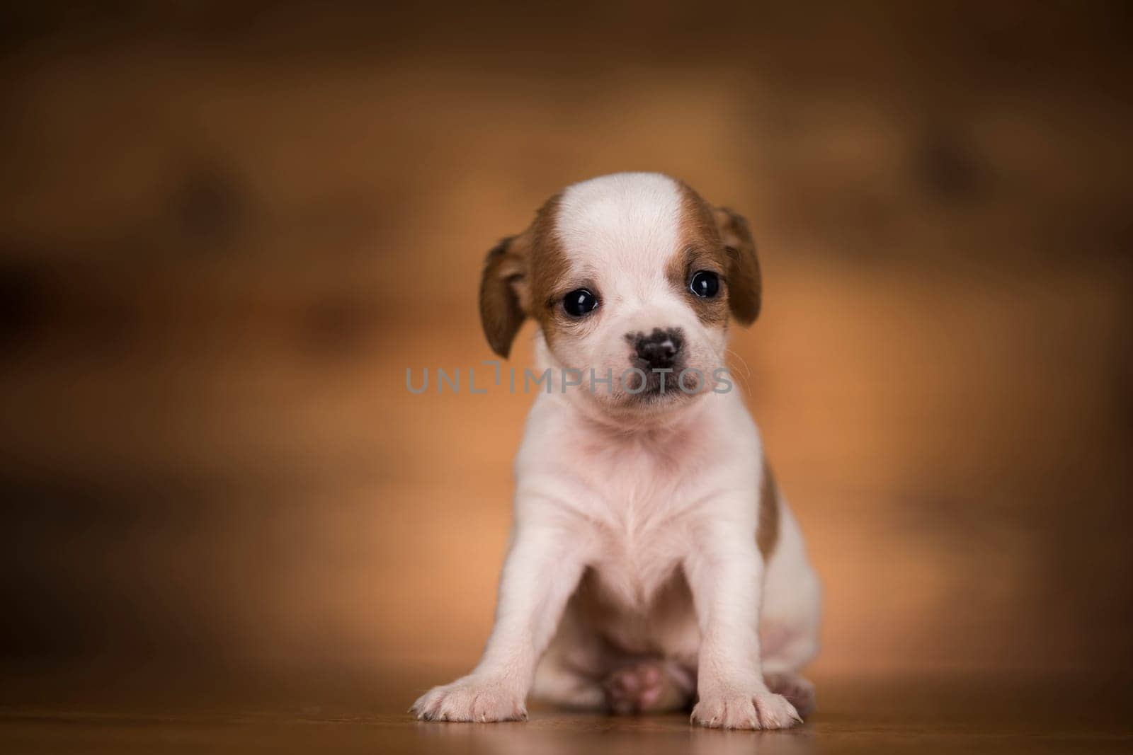 Dog on a wooden background