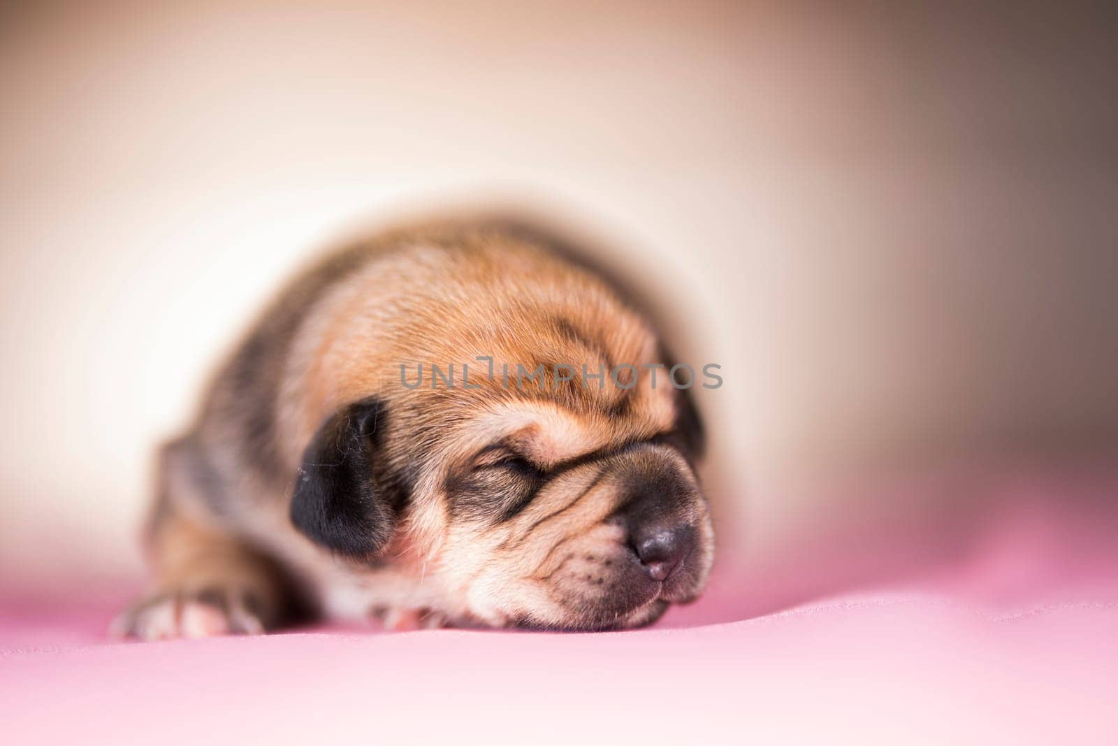 Cute puppy dog sleeping, animals concept