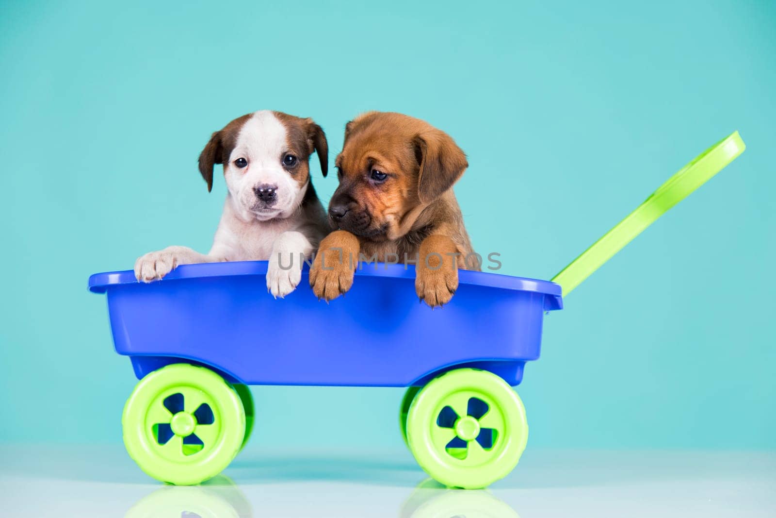 Beautiful little puppies in a toy wagon
