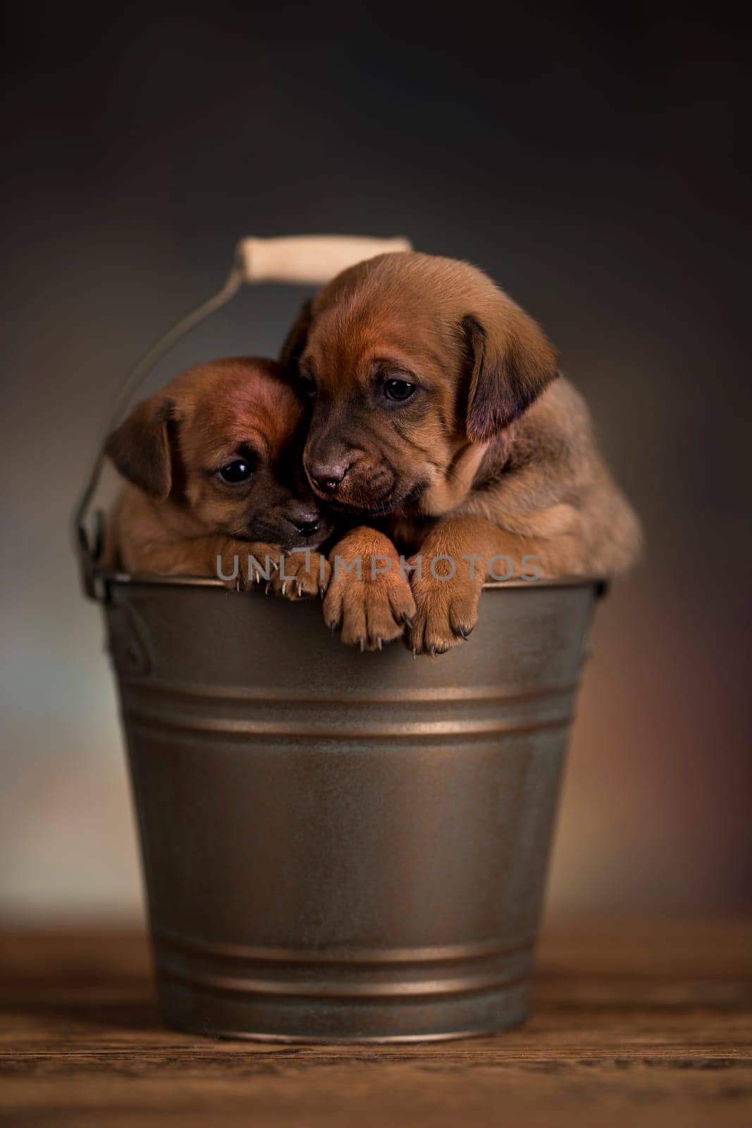 Dog in a metal bucket