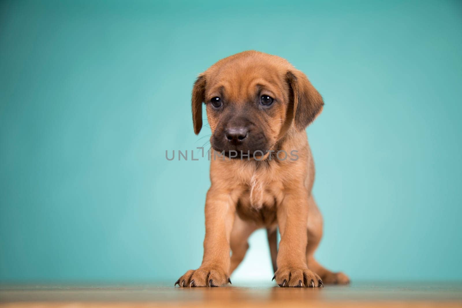 Cute puppy dog, animals concept