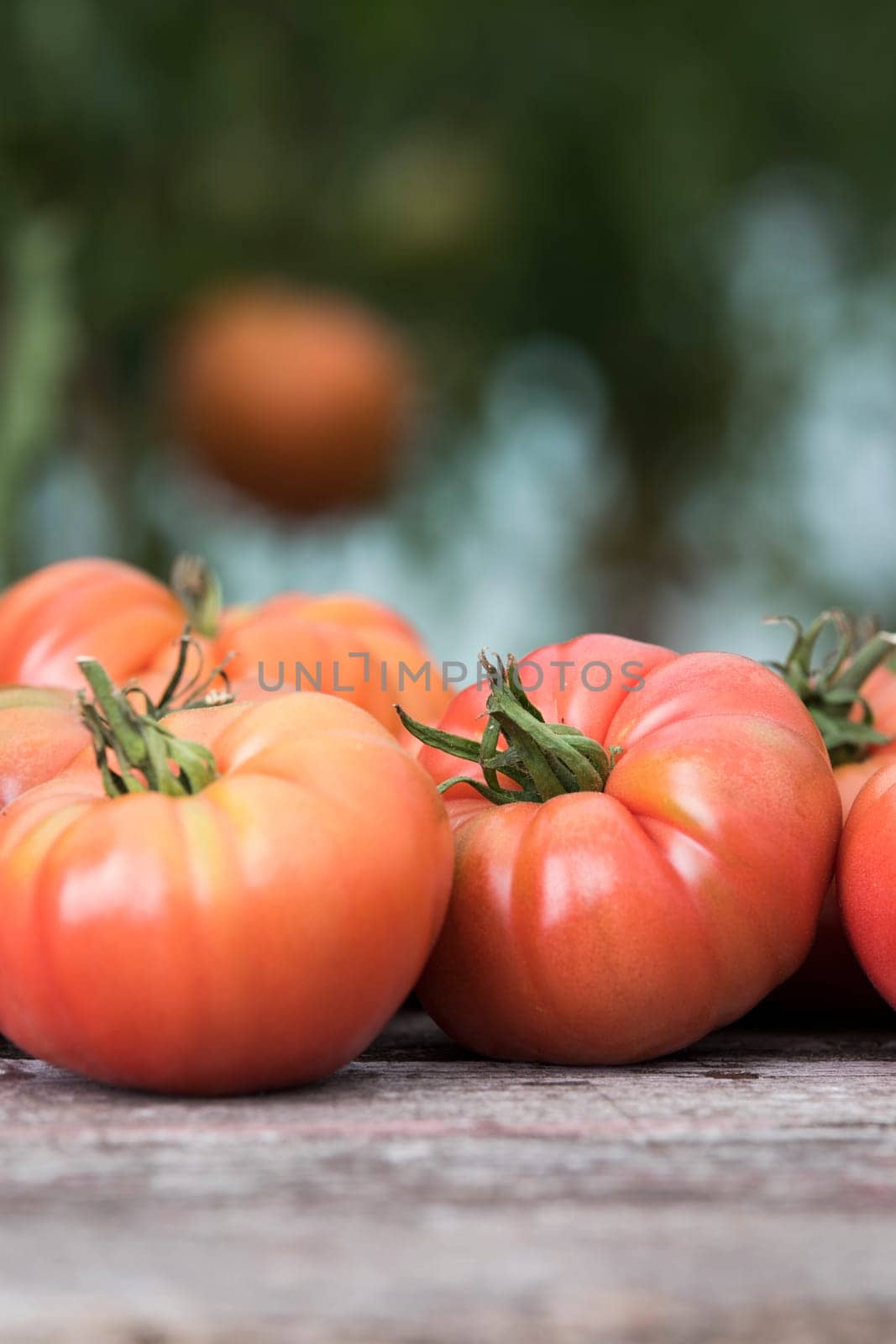 Vegetables, Tomatoes,  on desk in garden