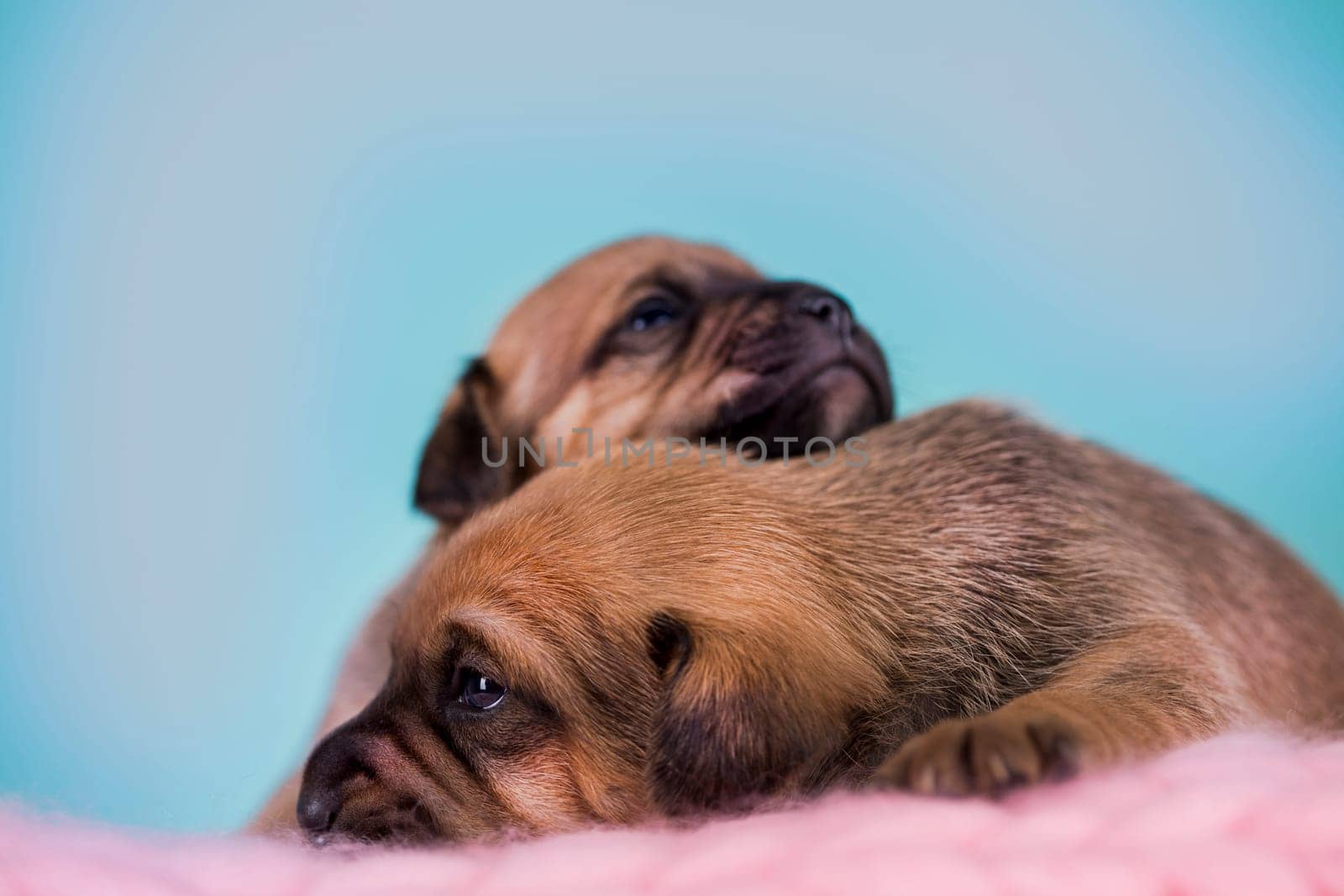 A beautiful little dog sleeps on a blanket