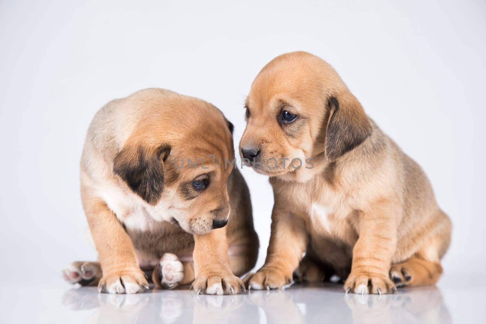 Two dogs, Pet, animals concept