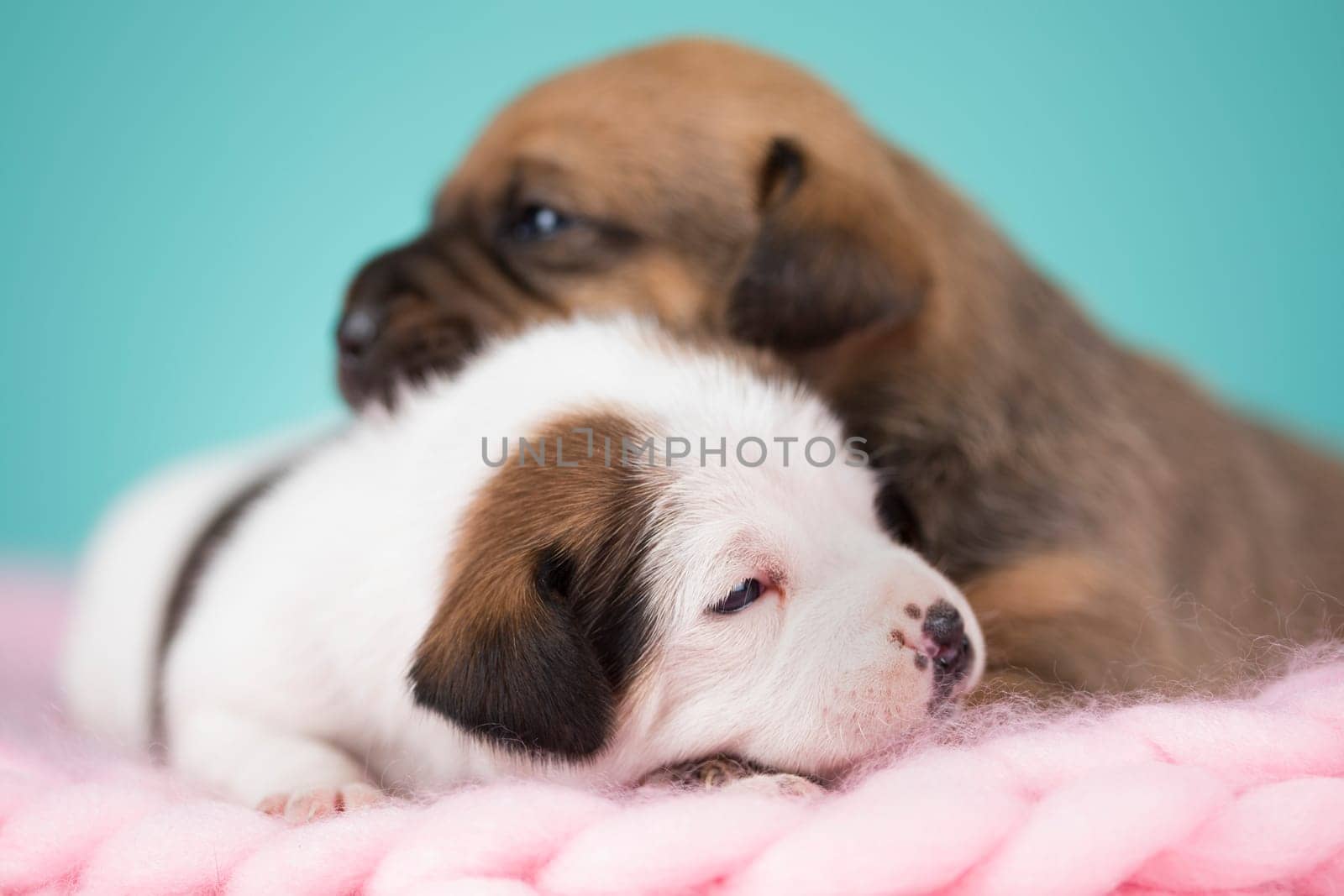 Dogs on a sleeps on a blanket
