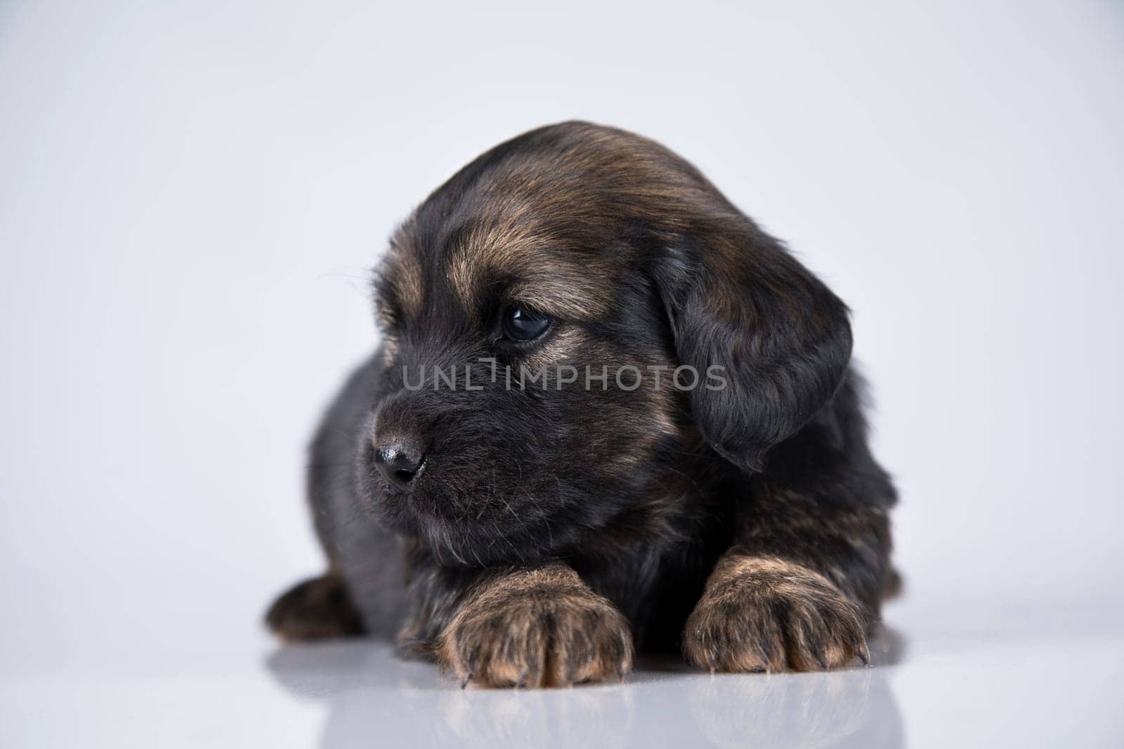 Pet, dog puppy animals concept