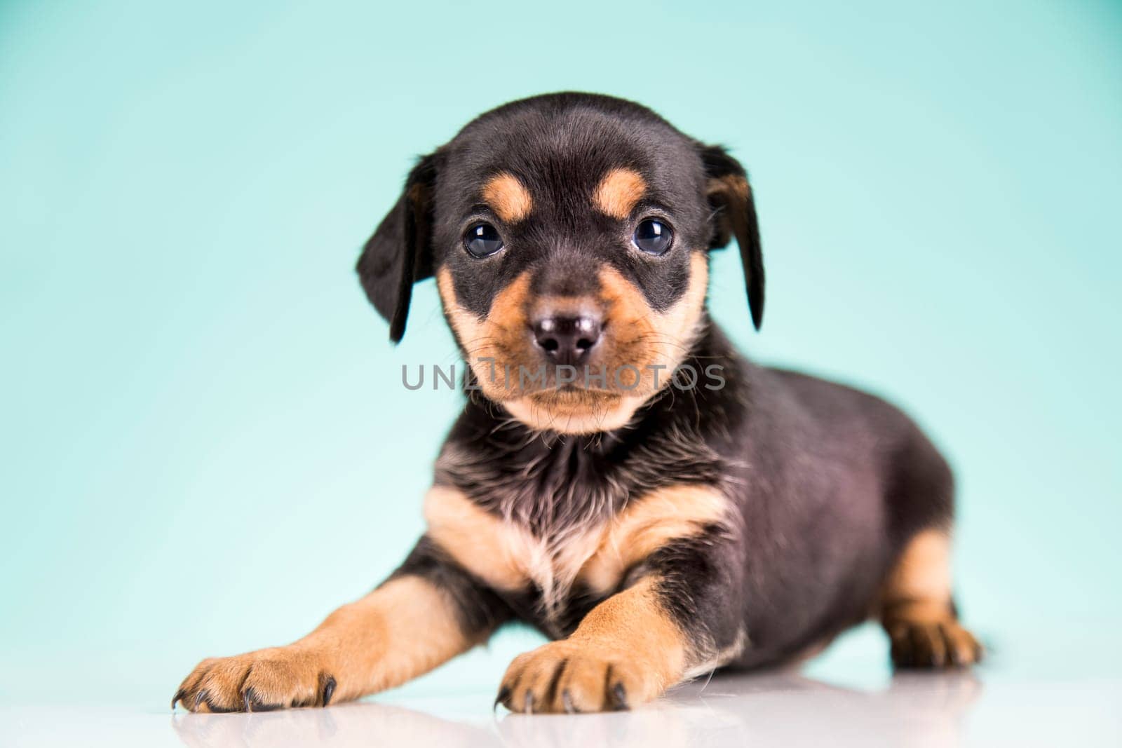 Pet, Little puppy dog, animals concept