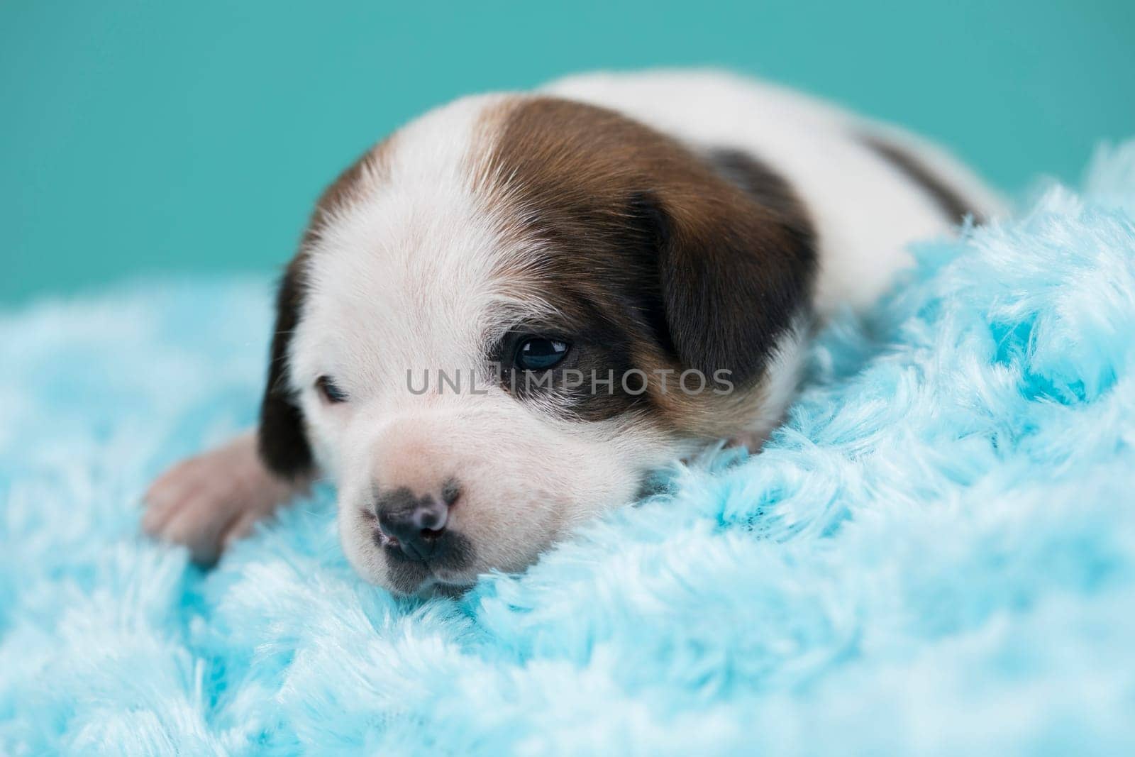 Sleeping dog in a on a blanket