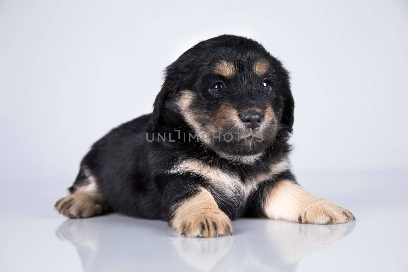 Little dog on a white background