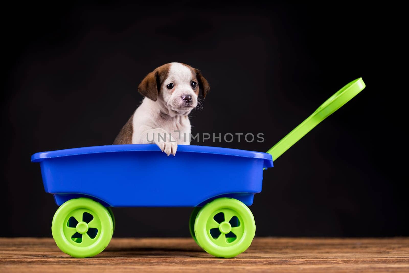 Little dog in a toy wagon