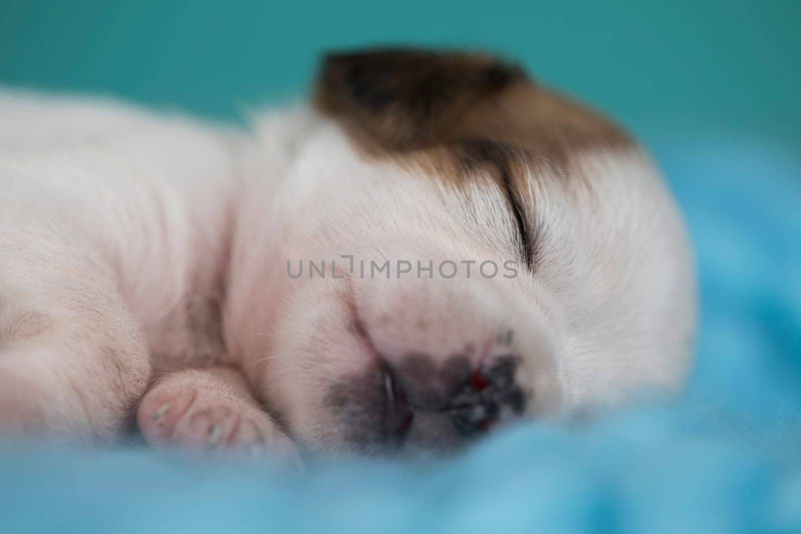 Little cute puppies are sleeping on a blanket