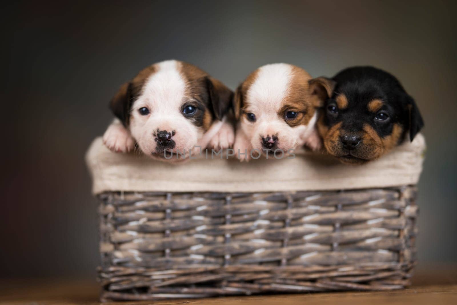 Small puppies in a wicker basket