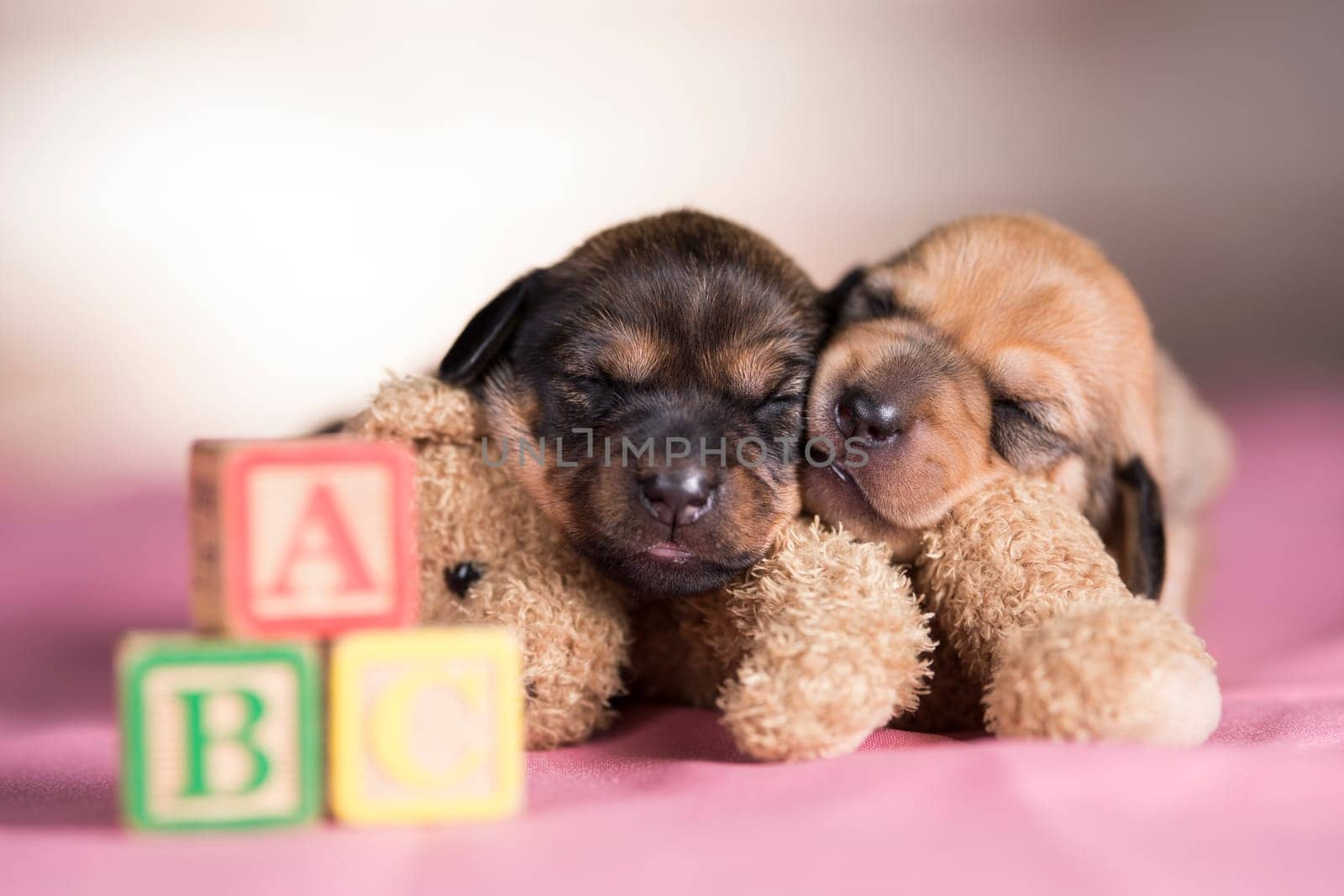 Little puppy sleeps with a teddy bear