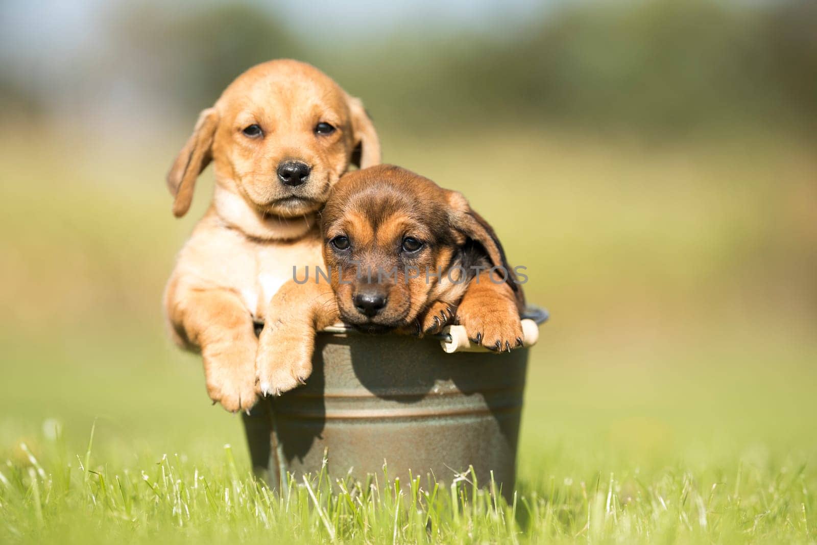 A small dog in a metal bucket