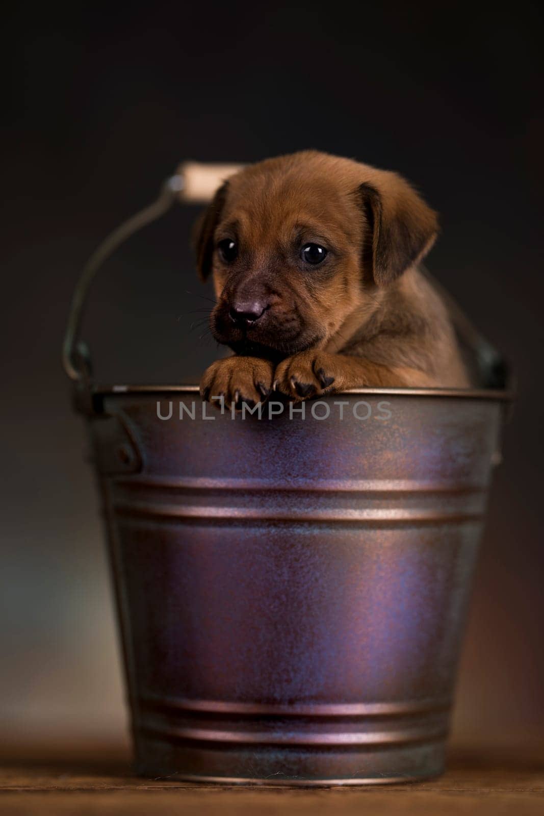 Dog in a metal bucket
