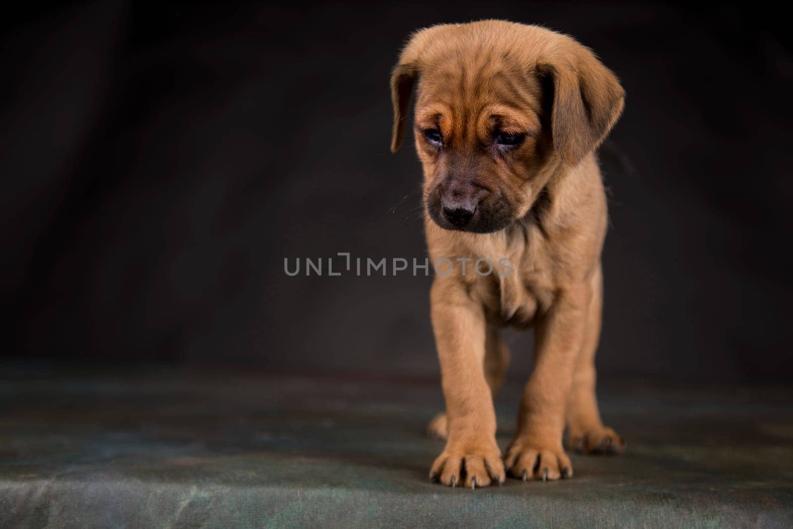 Small dog on a black background