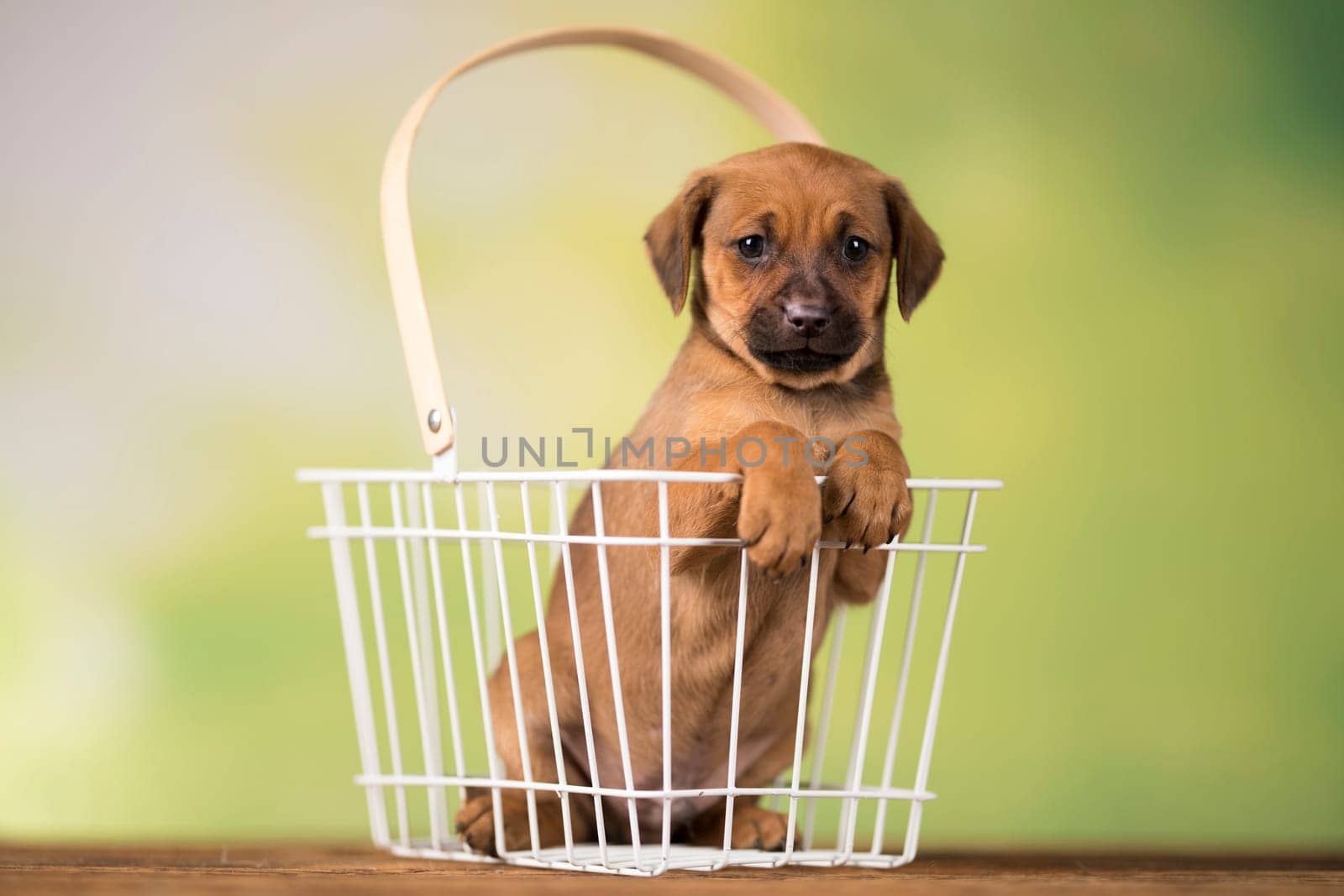 Pet, Little puppy dog, animals concept