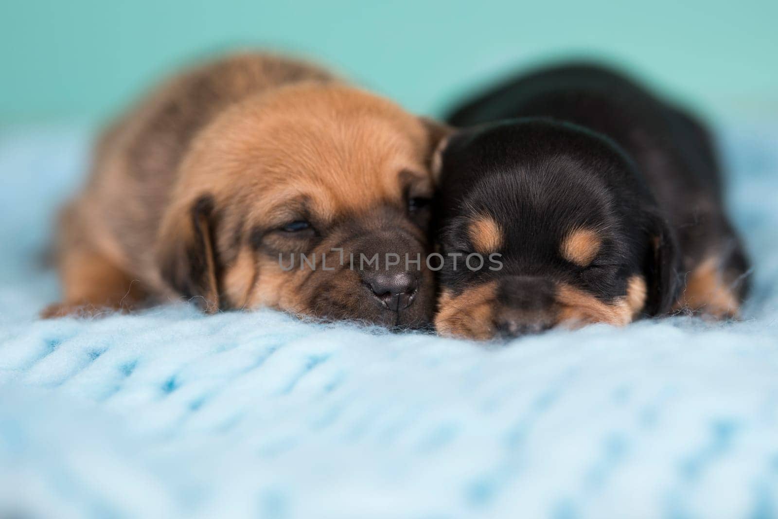Dogs on a sleeps on a blanket